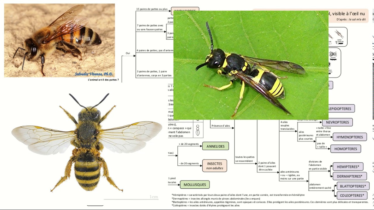 Utilisation et description de la clé d'identification de la faune du sol