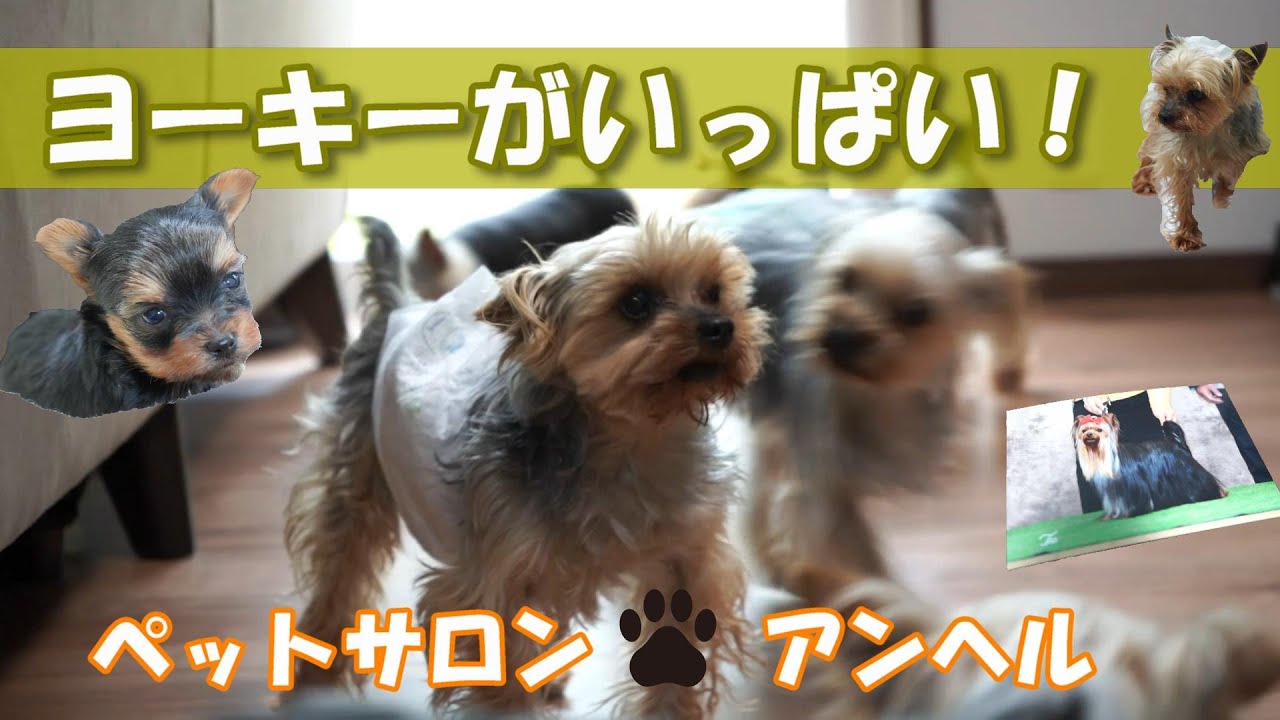 たくさんのヨーキーに会ってきた！みんな可愛すぎる・・・