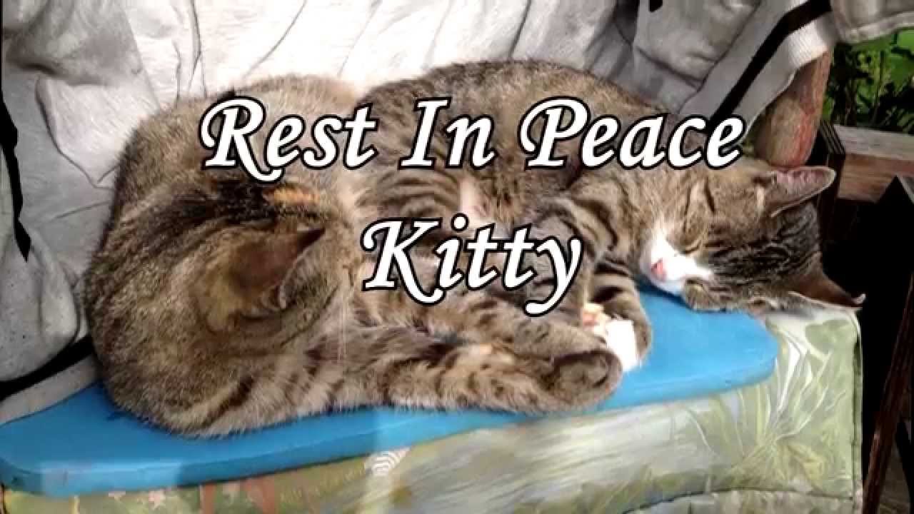 R.I.P Kitty