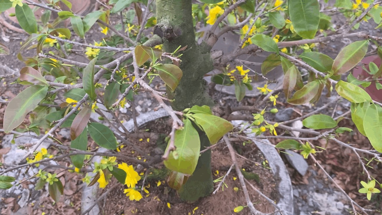 Cách xử lý mai vàng sau khi chơi Tết xong để an toàn cho cây