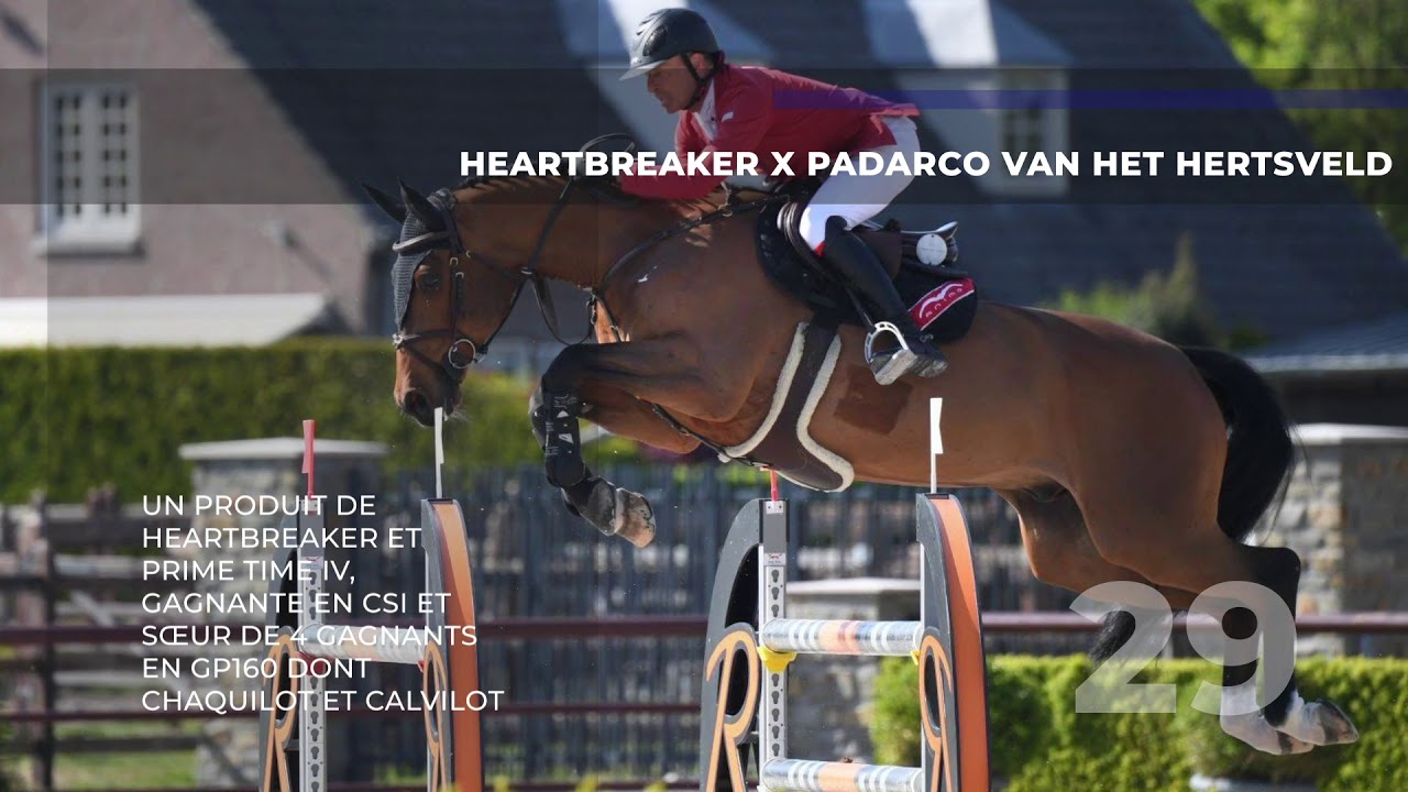 29 HEARTBREAKER x PADARCO VAN HET HERTSVELD