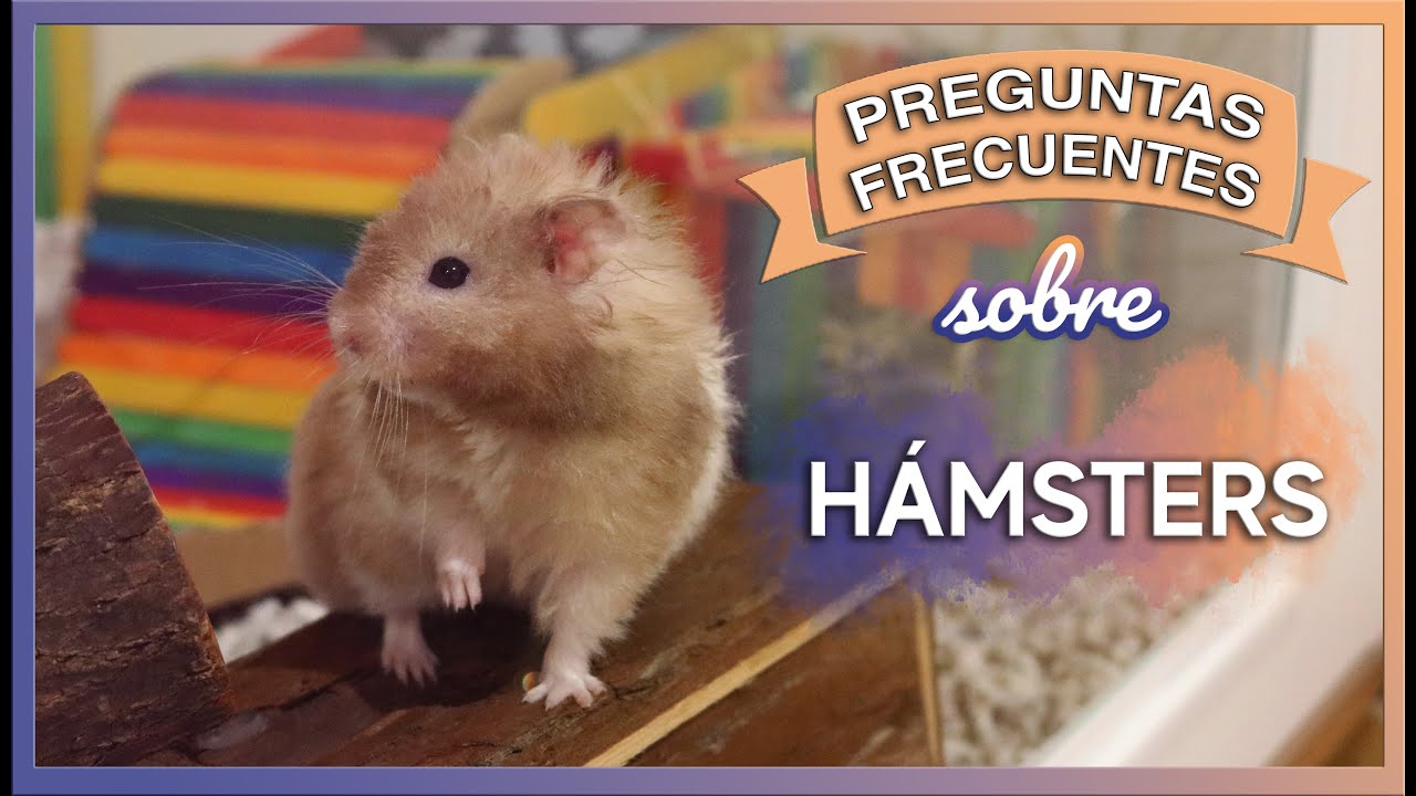 Preguntas Frecuentes y comunes sobre H&Aacute;MSTERS | Comida, Jaulas, Juguetes, Consejos, Cuidados