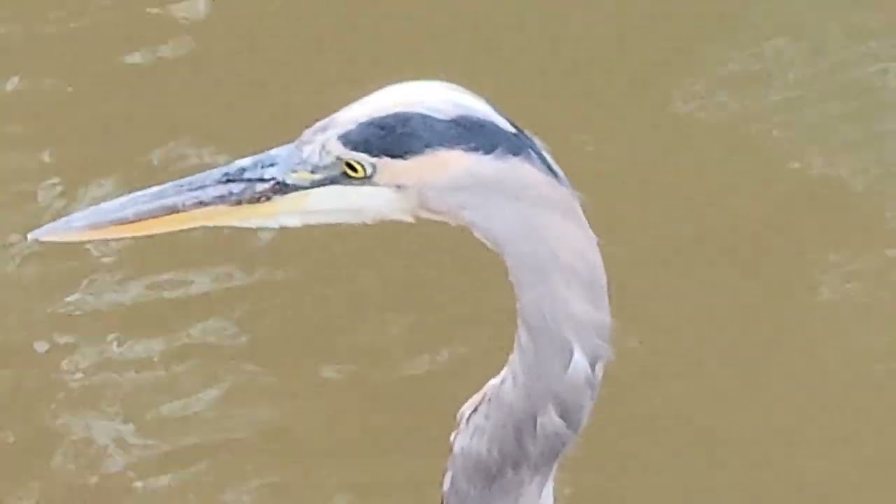 Great Blue Heron.  Swamp Rabbit Trail.   Reedy River.  Falls Park.  Greenville SC 