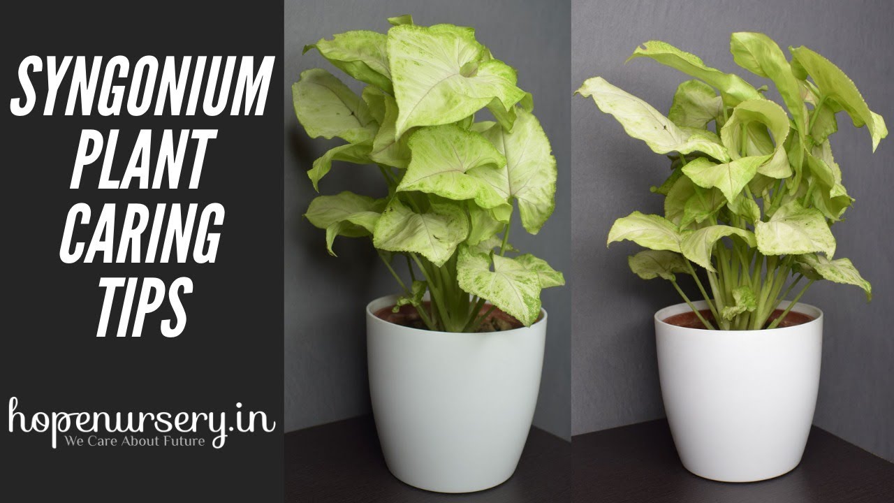 How to Save Syngonium Plant In Winter|| Syngonium Issues In Winter|| Syngonium Easy Caring Tips