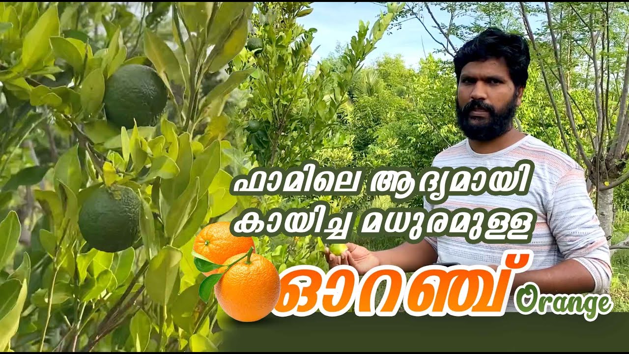 Nagpur Orange (നാഗ്പൂർ ഓറഞ്ച്) / Krishi App