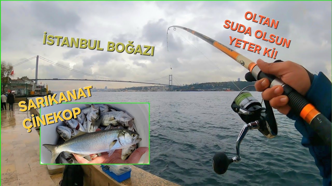 BOĞAZ'DA SARIKANAT | ÇİNEKOP BOL!!! - OLTAYI SUYA ATIN YETER!!!