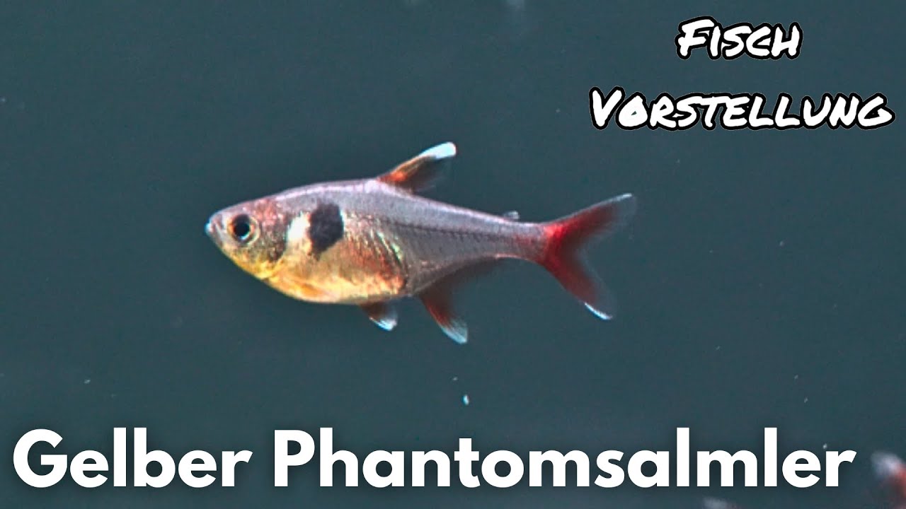 Gelber Phantomsalmler - Hyphessobrycon roseus | Liquid Nature Fisch Vorstellung
