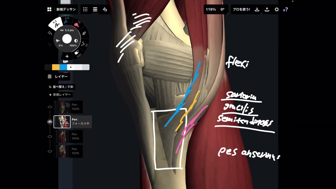 Basic anatomy of knee muscles