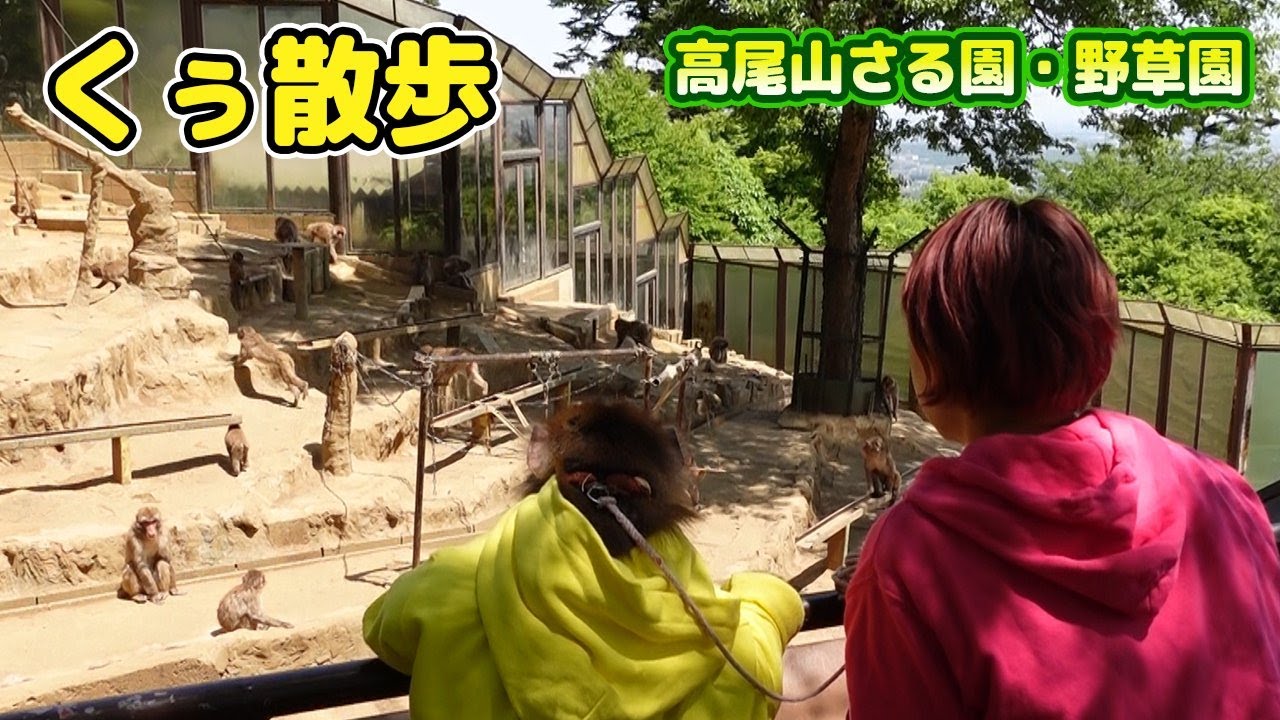 さる園のおさるさんを見に行ったくぅちゃんの反応が面白すぎた