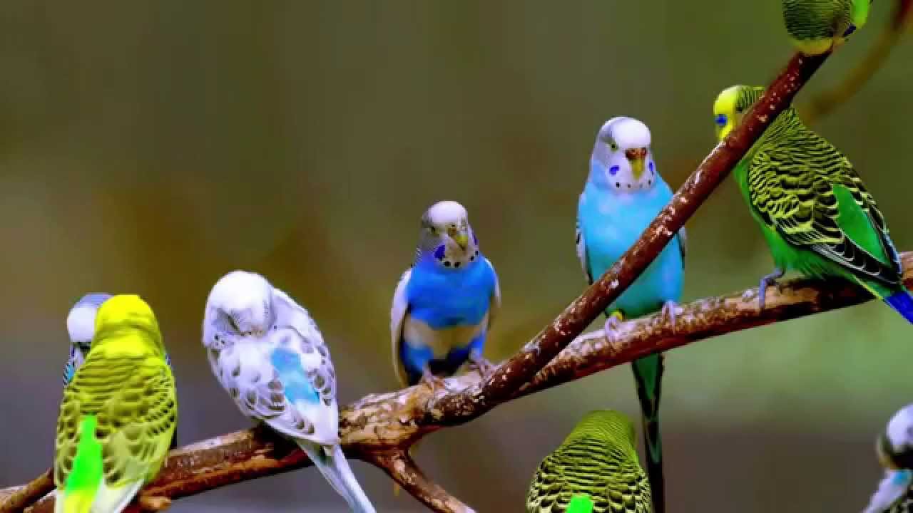 Budgie Sounds (12 Hours)