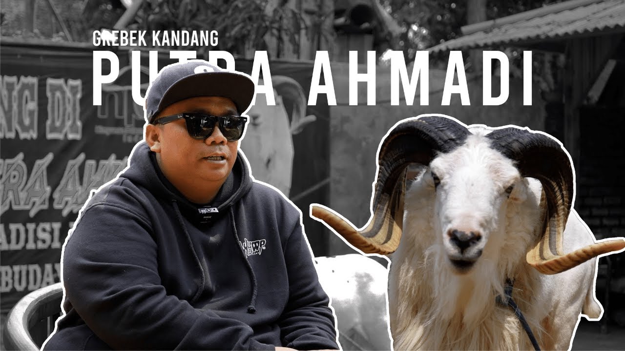 #GREBEGKANDANG EPS 8. KOLEKSI DOMBA KASEP PDP PUTRA AHAMADI!!!