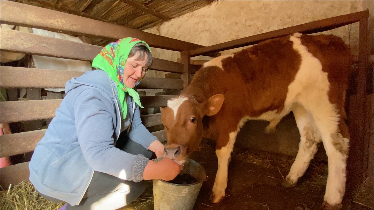 A Calf is Born! 🐄❤️ Pure Joy for Mother & Son | Yard Work & Cooking in Podillia 🌿