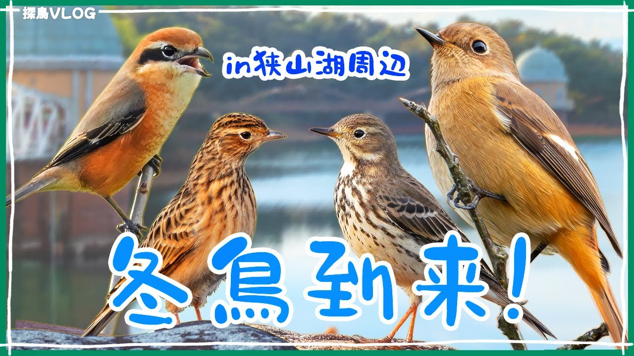冬鳥たちの大集合！ジョウビタキに会えた自然公園で野鳥散策《野鳥撮影vlog》｜ジョウビタキ、タヒバリ、モズ、ヒバリ