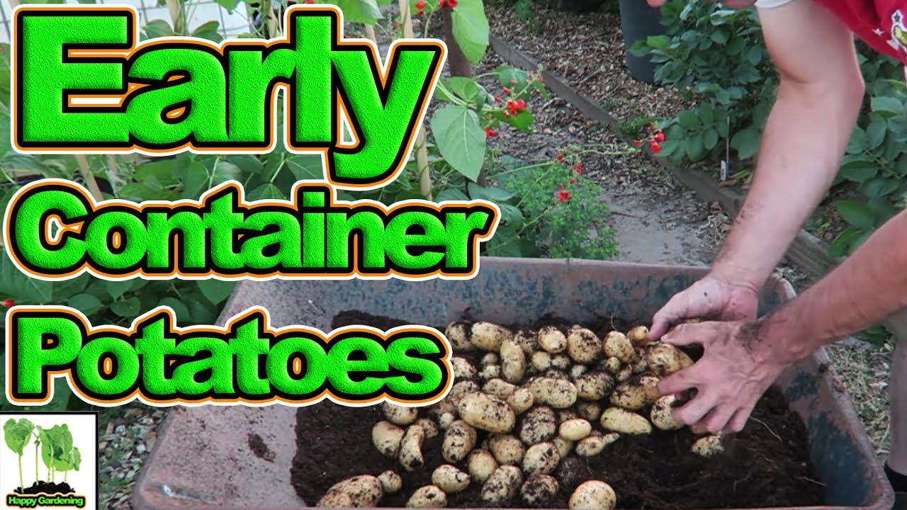 Harvesting Containers Of New Potatoes UK