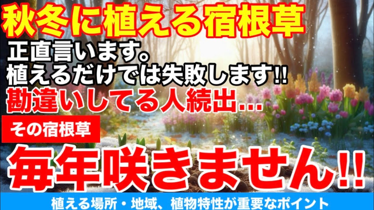 【秋冬に植える宿根草】勘違いしている人続出。それでは毎年咲きません‼︎Ver584【カーメン君】【チューリップ】【球根】【宿根草】