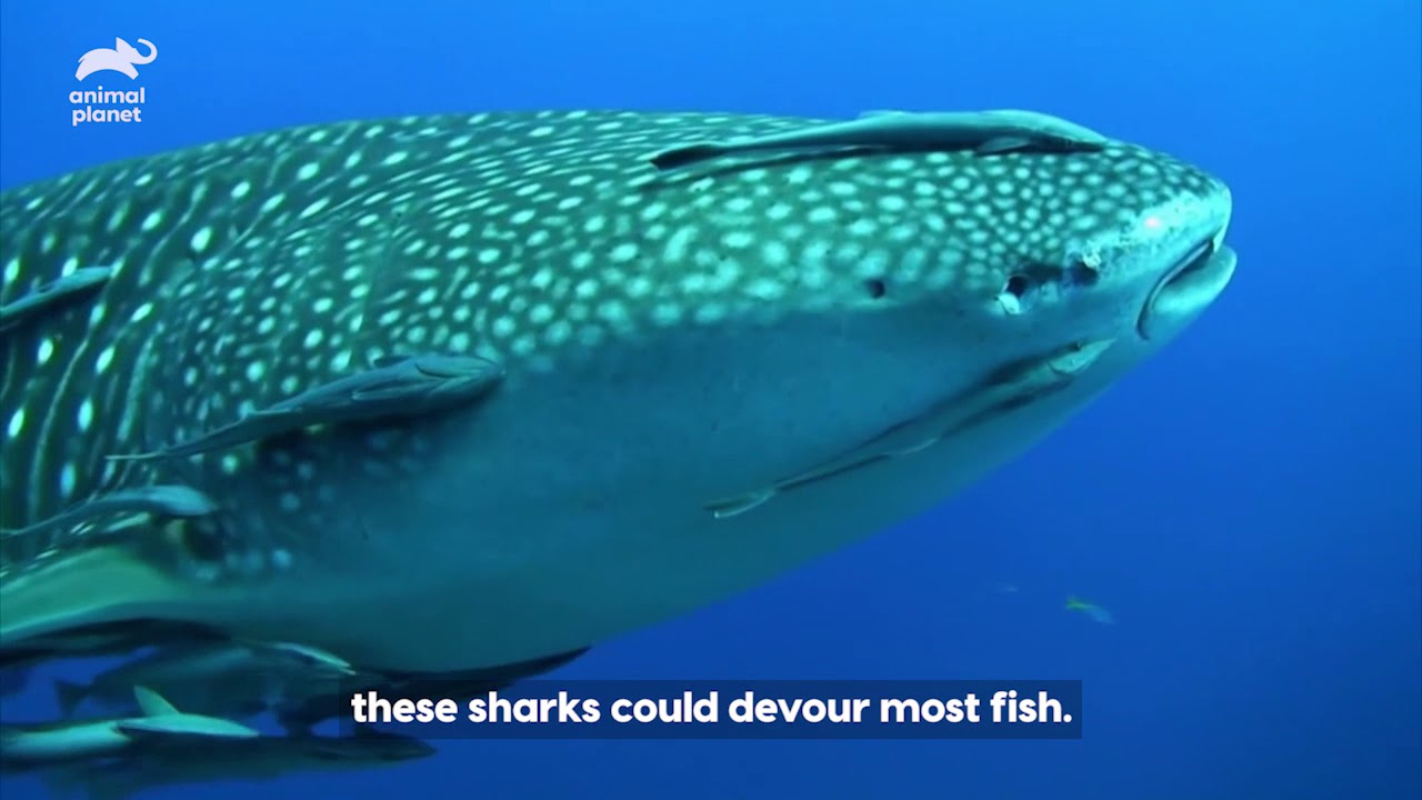 Whale Shark Migrating Wildest Indochina