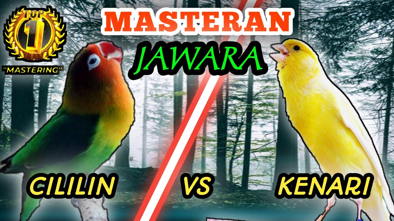 LOVEBIRD VS KENARI - Masteran Speed Rapat Idaman Para Kicau Maniaa || Masteran Sang Jawaraa