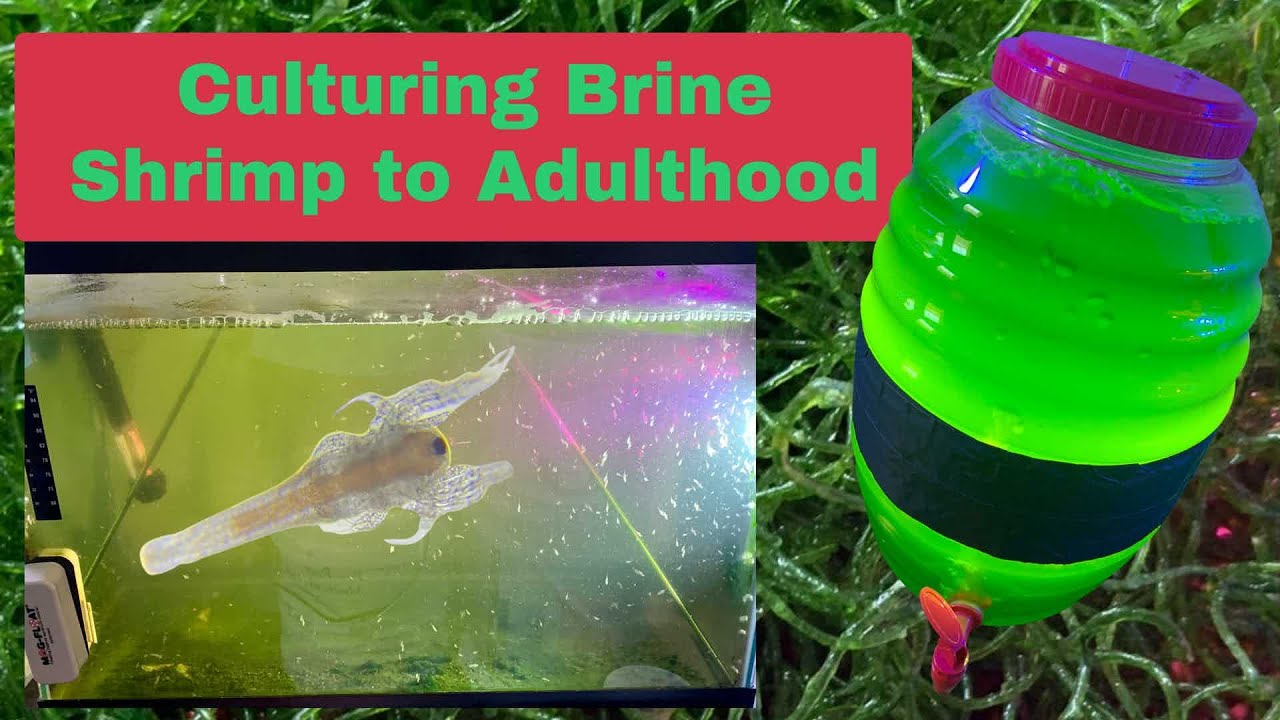 How To Start a Brine Shrimp Culture Indoors- raising to adults