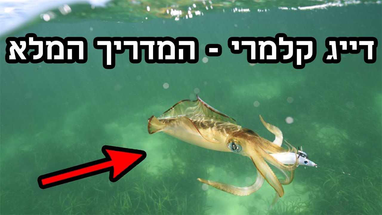 סרטון הדרכה🎣 - דייג קלמרי🦑 |  כל מה שרציתם לדעת + טיפים ותפיסות 🐟