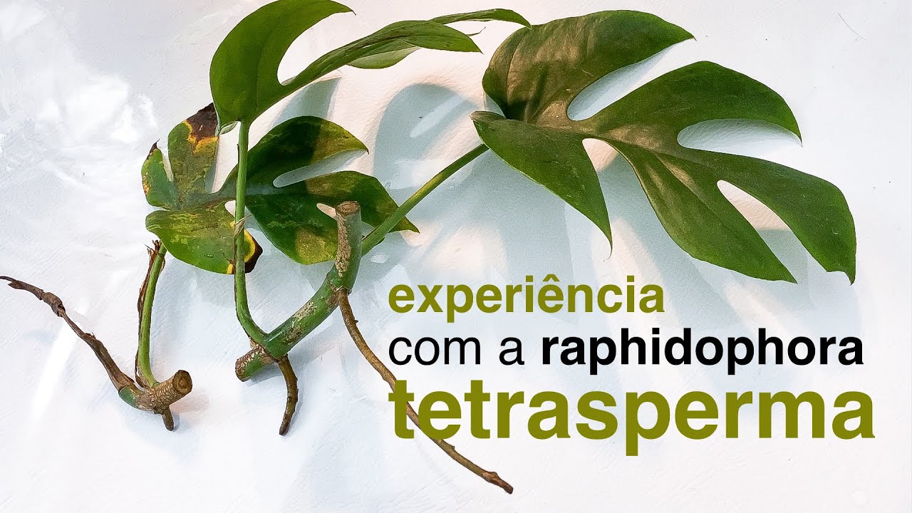 Experiência com a Raphidophora Tetrasperma | Flay