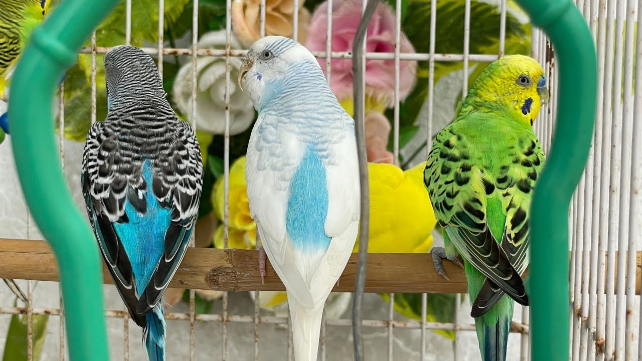Budgies Favorite Music 🐦 | Happy Budgies Music to Feel Less Alone