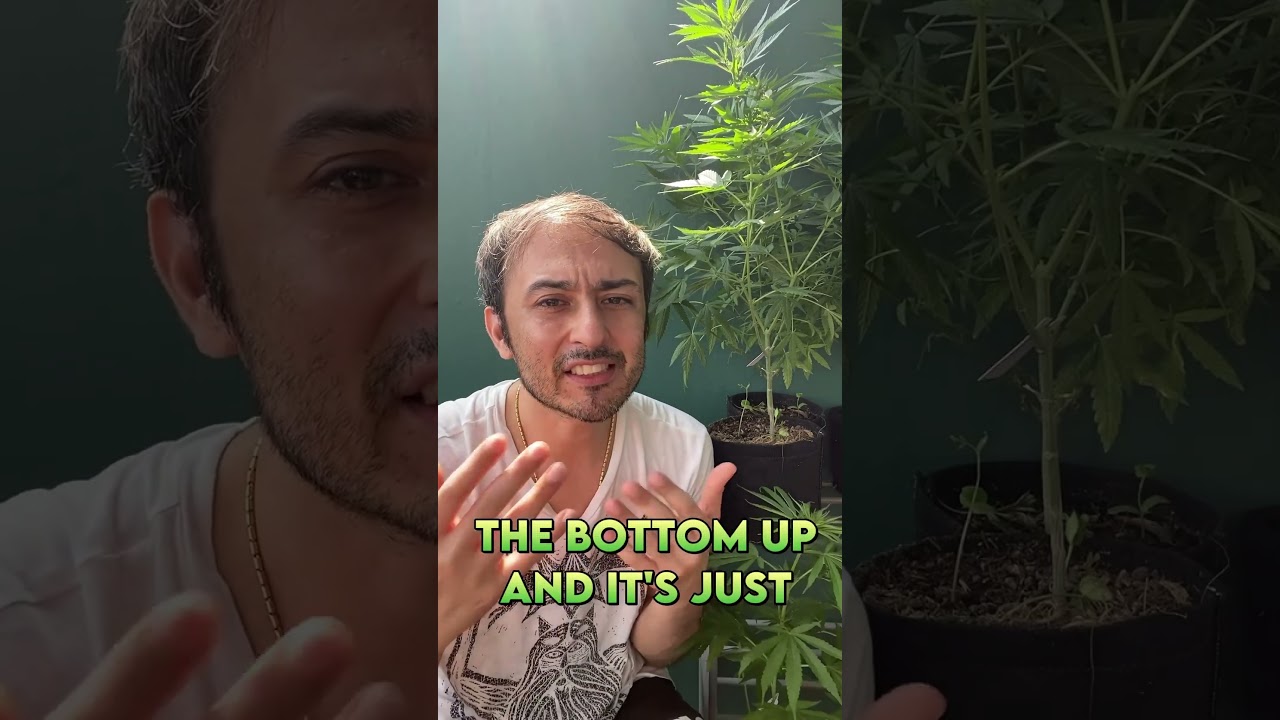 What does it mean if I plant leaves are turning yellow? | #shorts