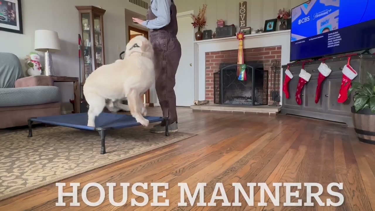 Cash | 10 Month Old Golden Retriever | Distraction Training | Learning Manners | Obedience Training