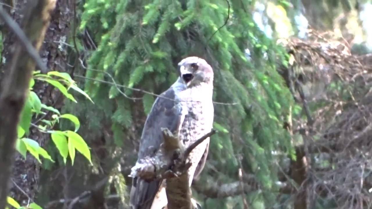 Northern Goshawk Alarm cry and fly-over