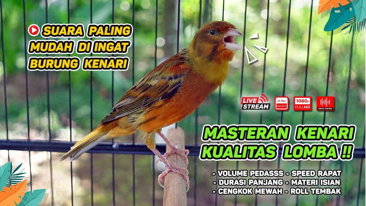 Kenari GACOR NGEREK‼️ Masteran Kenari PAUD dan Pancingan Kenari MACET BUNYI dan Betina NGIWIR - 204