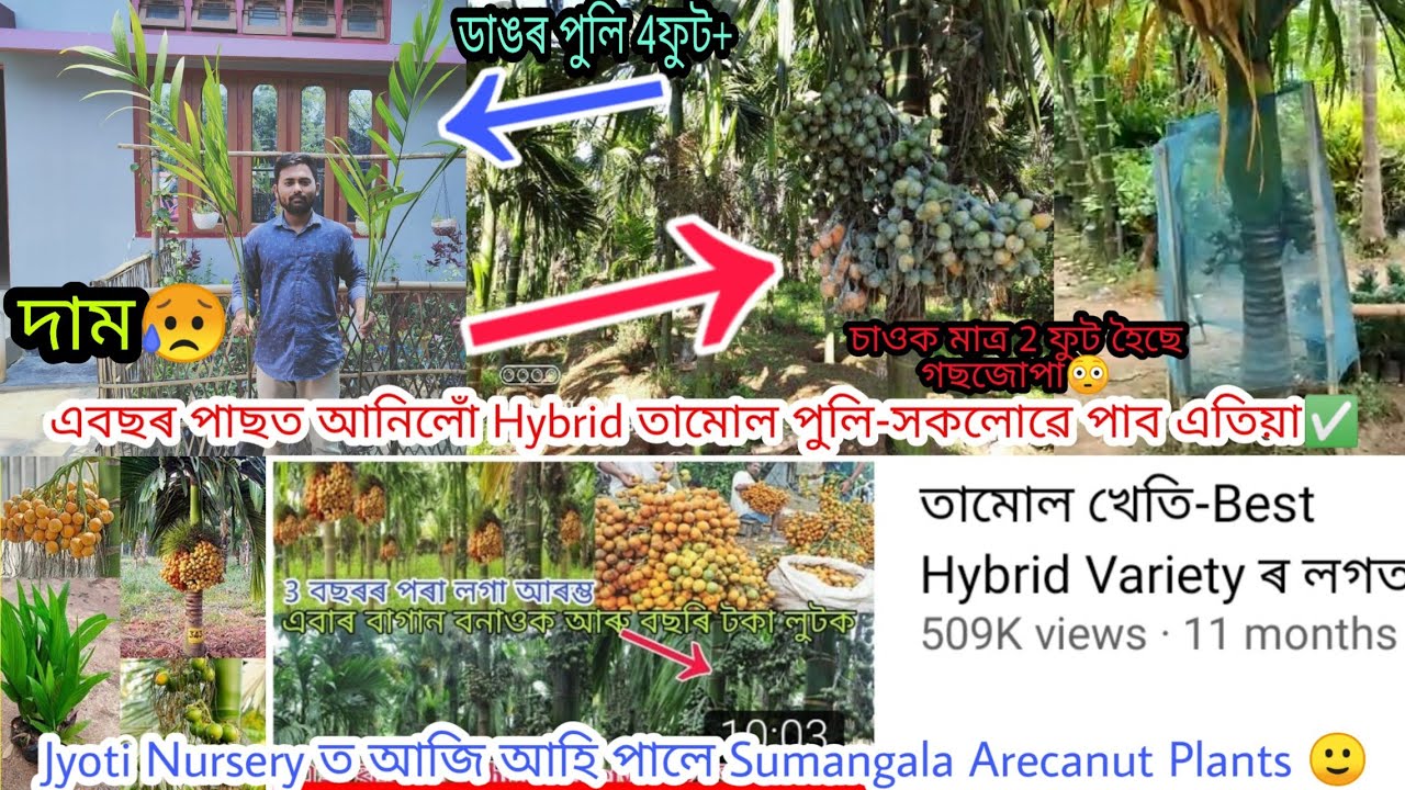 3 বছৰৰ পৰা লগা আৰম্ভ কৰিব আৰু 12মাহে ফল দিব এই জাতটোয়ে #8486661361 Sumangala Arecanut plants Assam