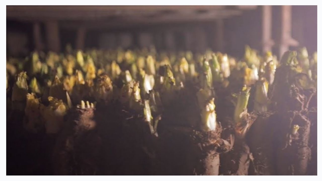 La filière endive chez Biocoop