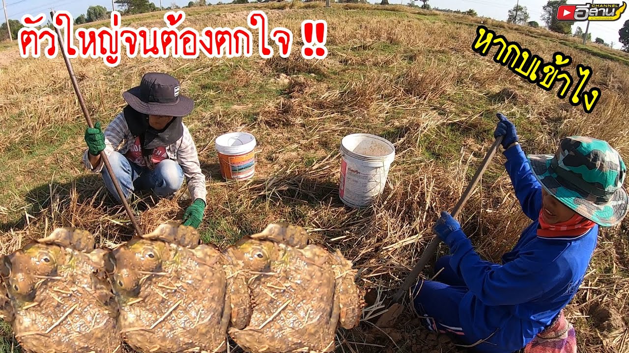 ตัวใหญ่จนต้องตกใจ!! หากบเข้าไง กบจำศีล ทีมงานสี่สาวอันตราย
