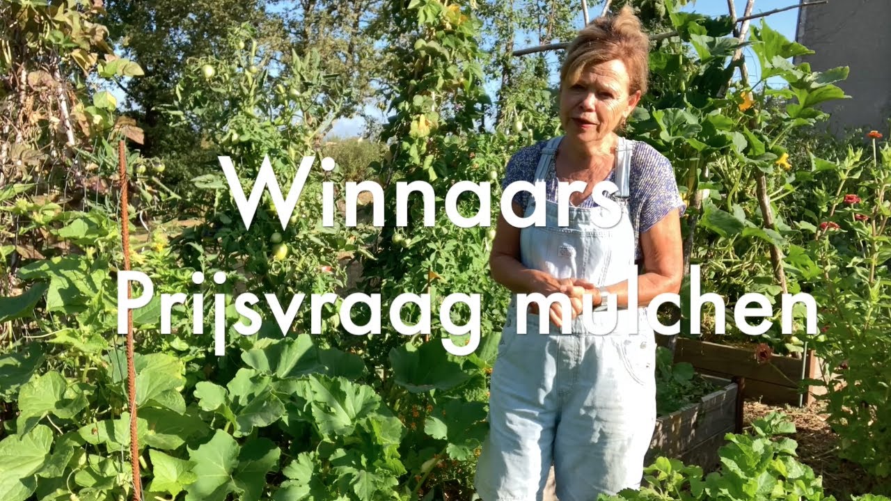 Ini's Moestuin #113 - Aardbeienplantjes stekken, winterkolen uitplanten & winnaars prijsvraag