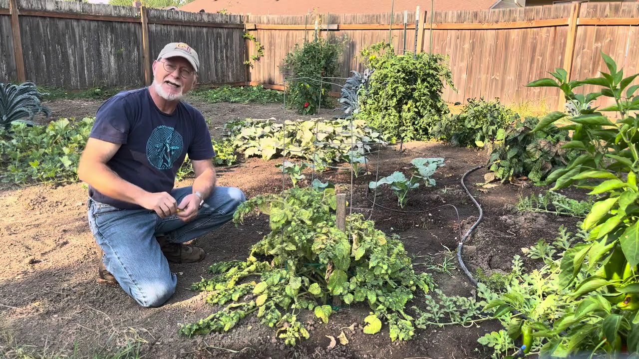 Harvesting a Ground Cherry Plant