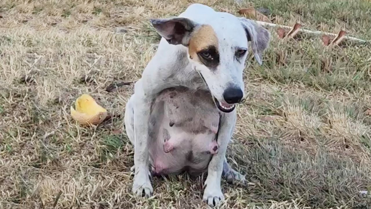 Mama Dog was Found Wandering the Street - She's Finally Rescued and Gives Birth to 10 Puppies