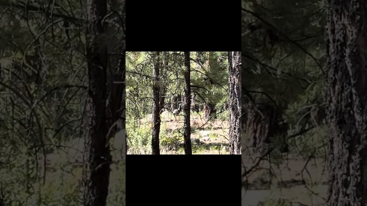 New Mexican Mountain Turkeys 🦃 