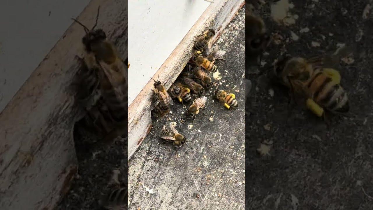 Pollen Coming In, Today!
