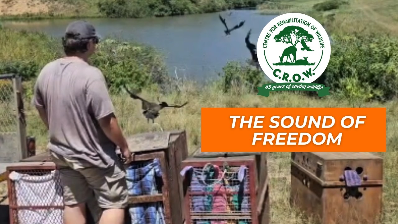 The Sound Of Freedom