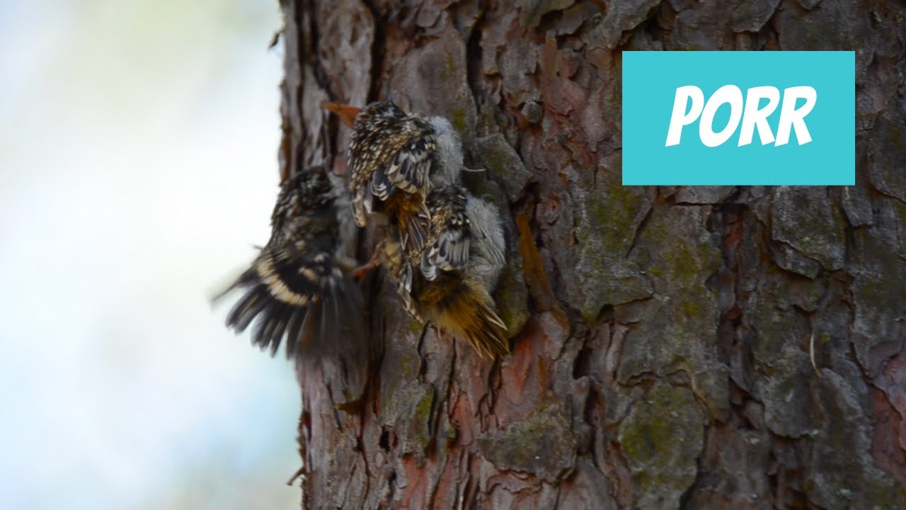 Porr (Certhia familiaris; Eurasian Treecreeper)
