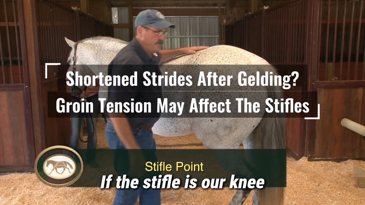 Shortened Strides After Gelding? Jim Masterson Shows How To Release Tension In The Stifles