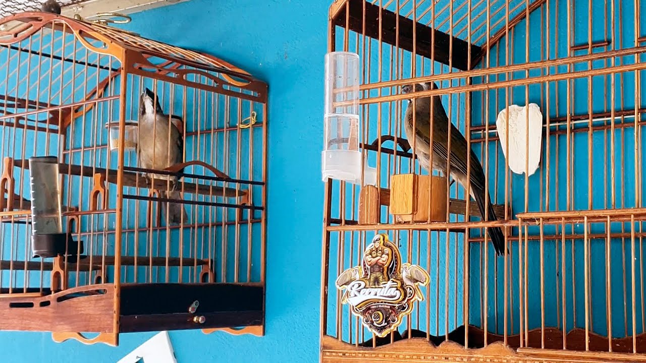 AQUELE DUELO PERFEITO DE TRINCA FERRO! Trinca Ferro MASCARADO e VIDENTE!