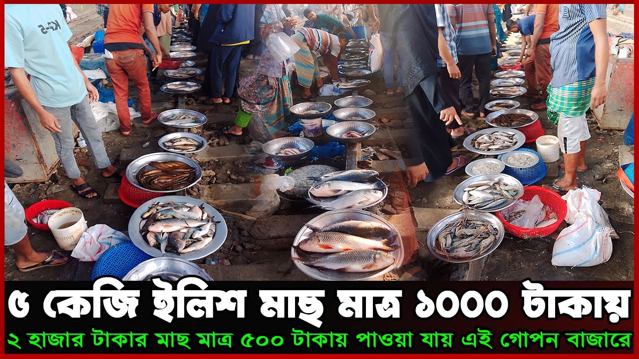 ৫ কেজি ইলিশ মাছ বিক্রি হয় মাত্র ১ হাজার টাকা বিখ্যাত এই বাজারে। ||Fish Market vlog||