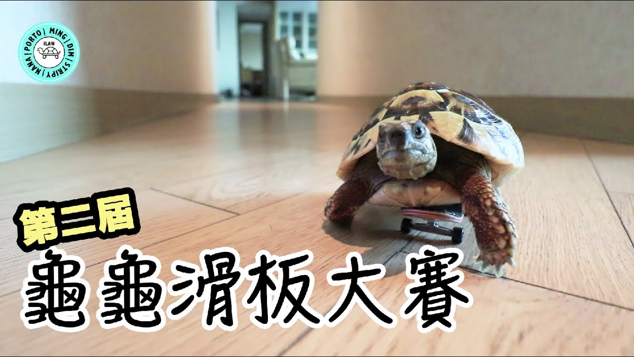 第二屆龜龜🐢滑板大賽｜Skating Turtle｜【小龜成長日記】