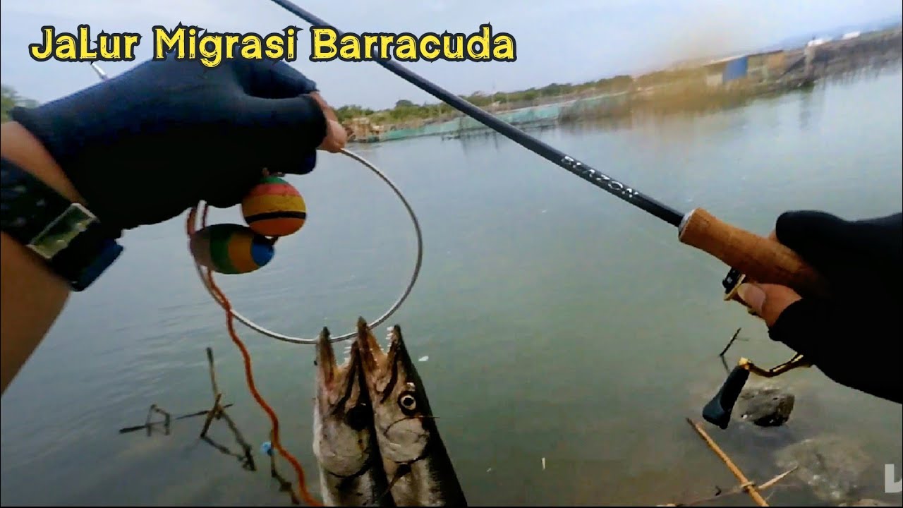 Muara ini jadi jalur Migrasi ikan Barracuda | Landbase Casting Muara Marina (POJ City)