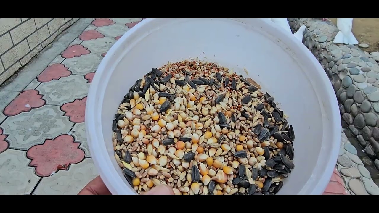 Если держишь таких голубей, то нужно уметь терпеть 081025