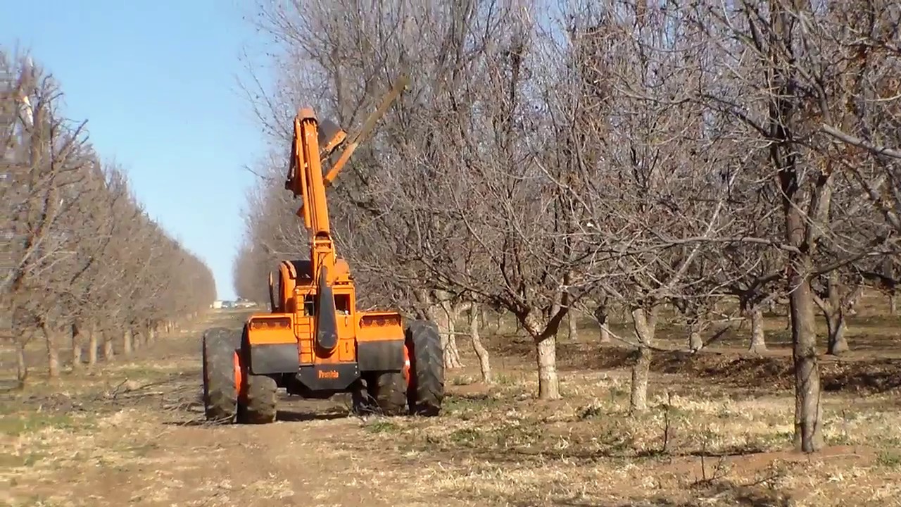 Mechanical pruning of pecan nut trees