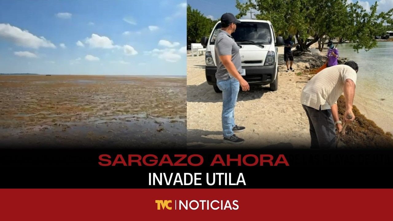 Sargazo ahora invade Utila