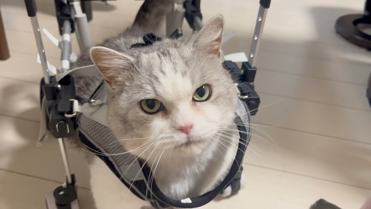 Piko's new wheelchair arrived