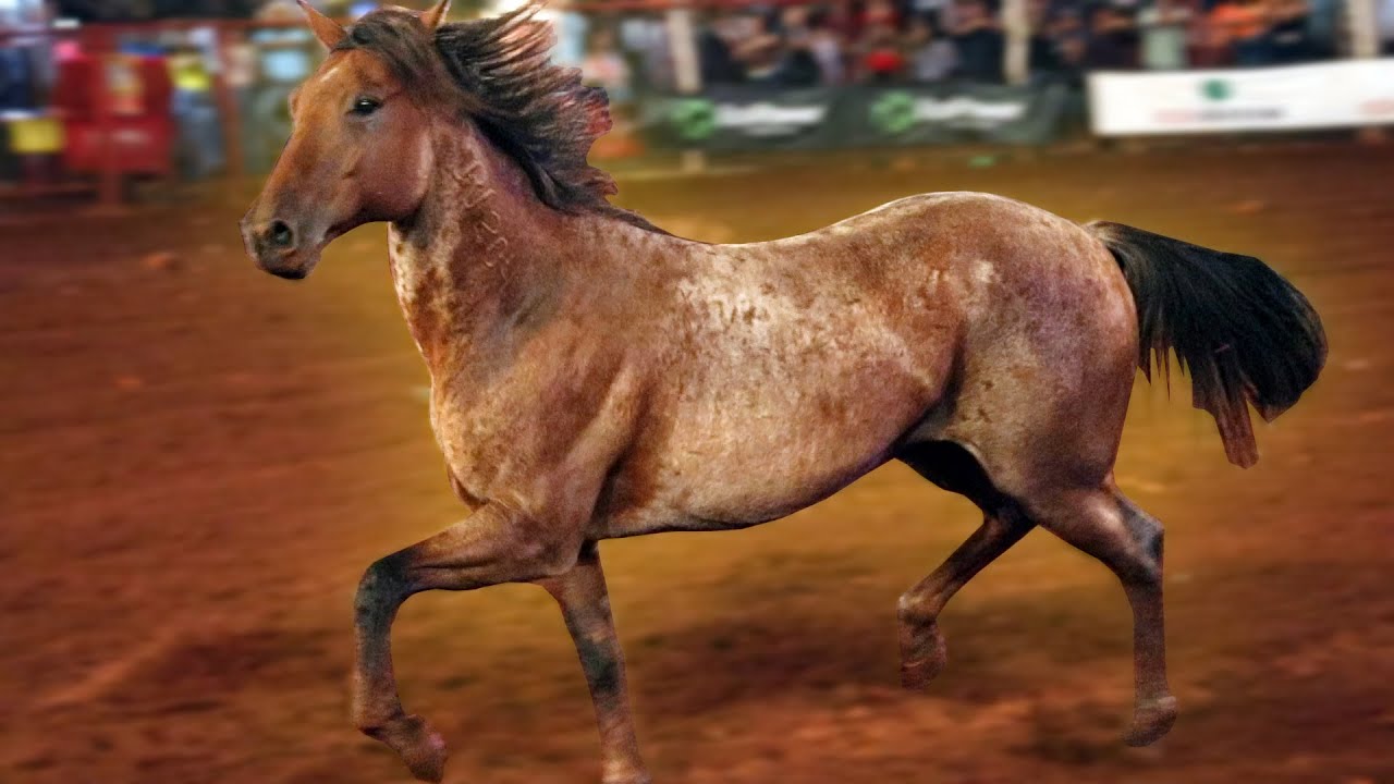 Os CAVALOS mais PULADORES do RODEIO