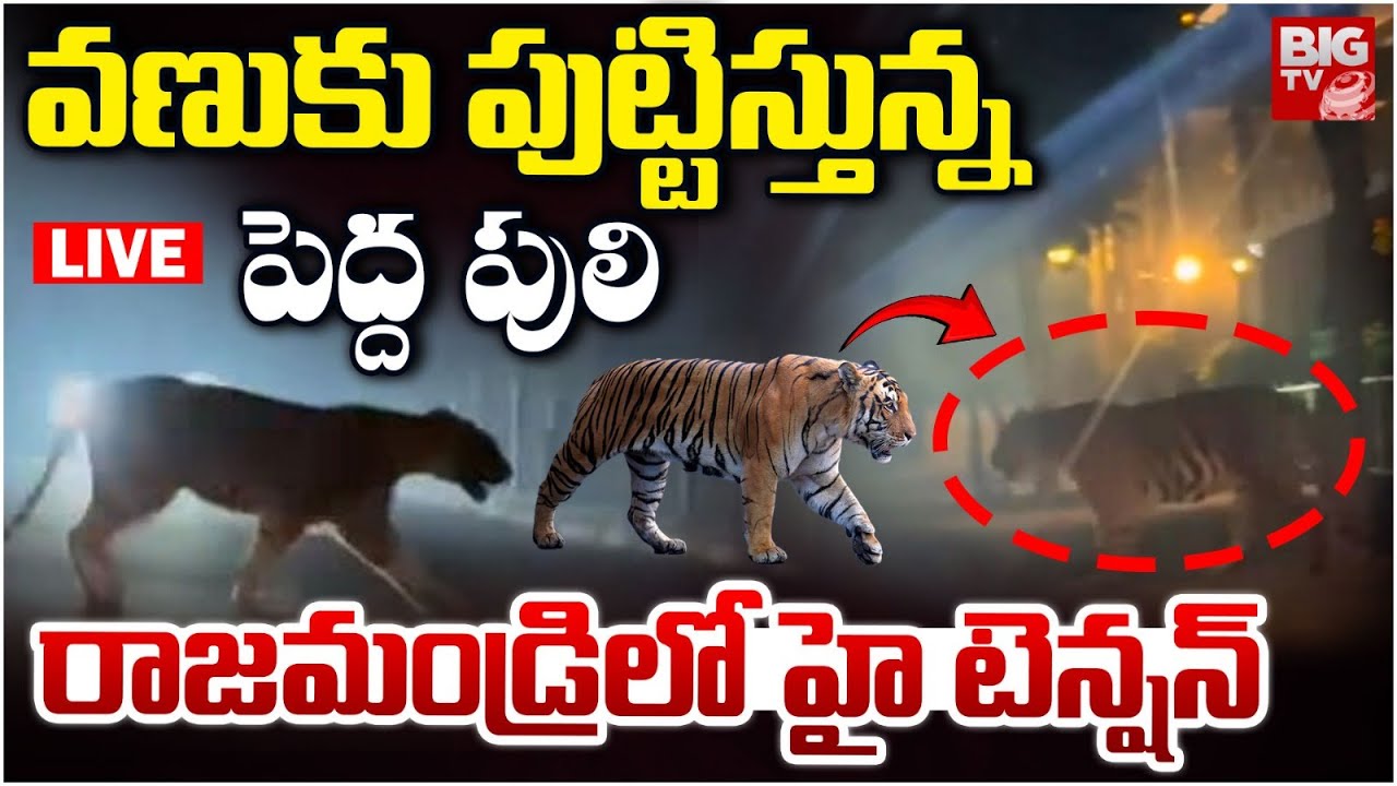 రాజమండ్రిలో పెద్ద పులి LIVE | Tiger Hulchul In Rajahmundry | East Godavari District | BIG TV